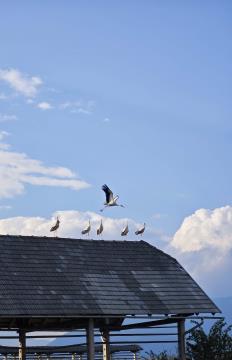 4 APRIL - Lucija Zupan - Prebačevo